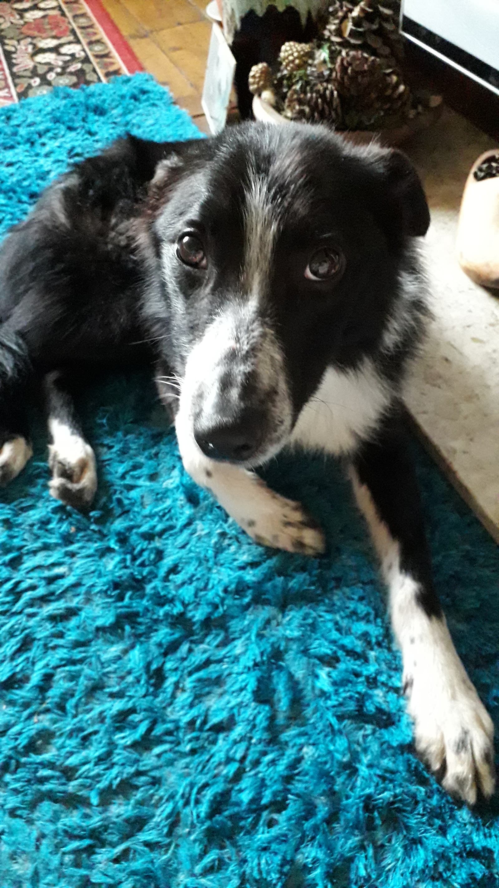 Animal Care Tearoom