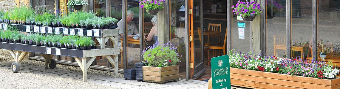 Cotswold Lavender Cafe