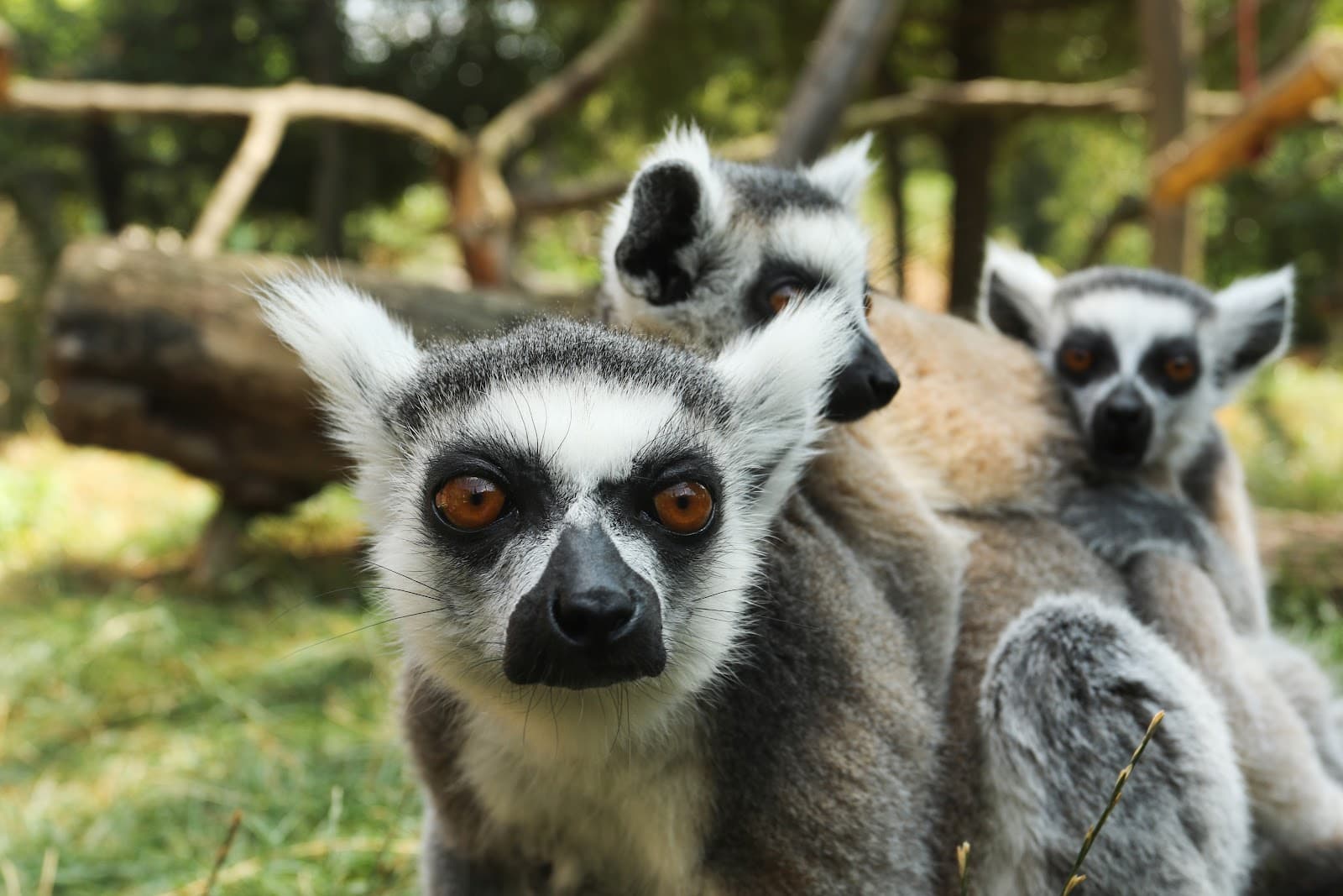 Zoopark Zájezd