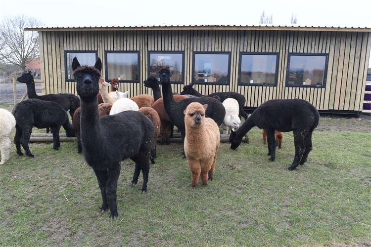 The Alpaca Centre & Coffee Shop