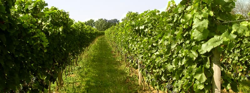 Weinbau/Sektkellerei Taufratzhofer