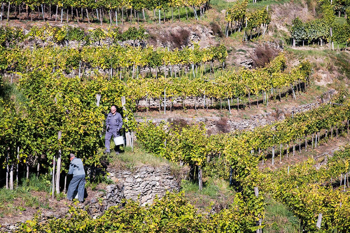 Weingut Anita u. Klaus Koppensteiner