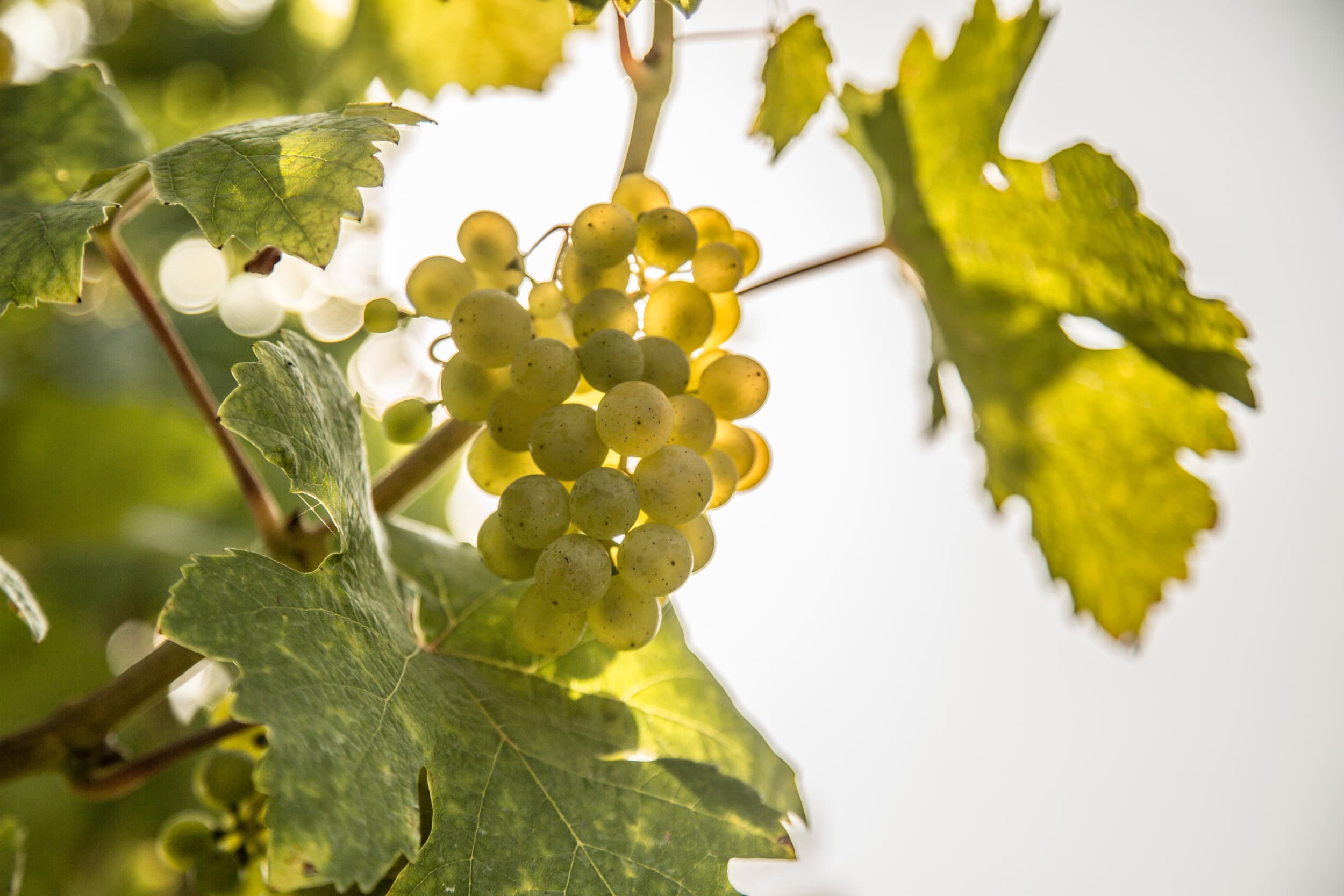 Weingut Anton Großinger
