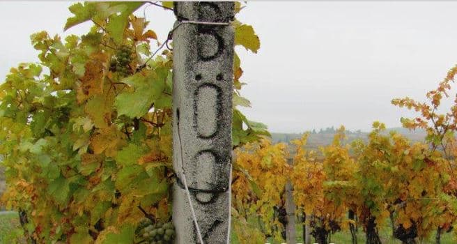 Weingut Böck