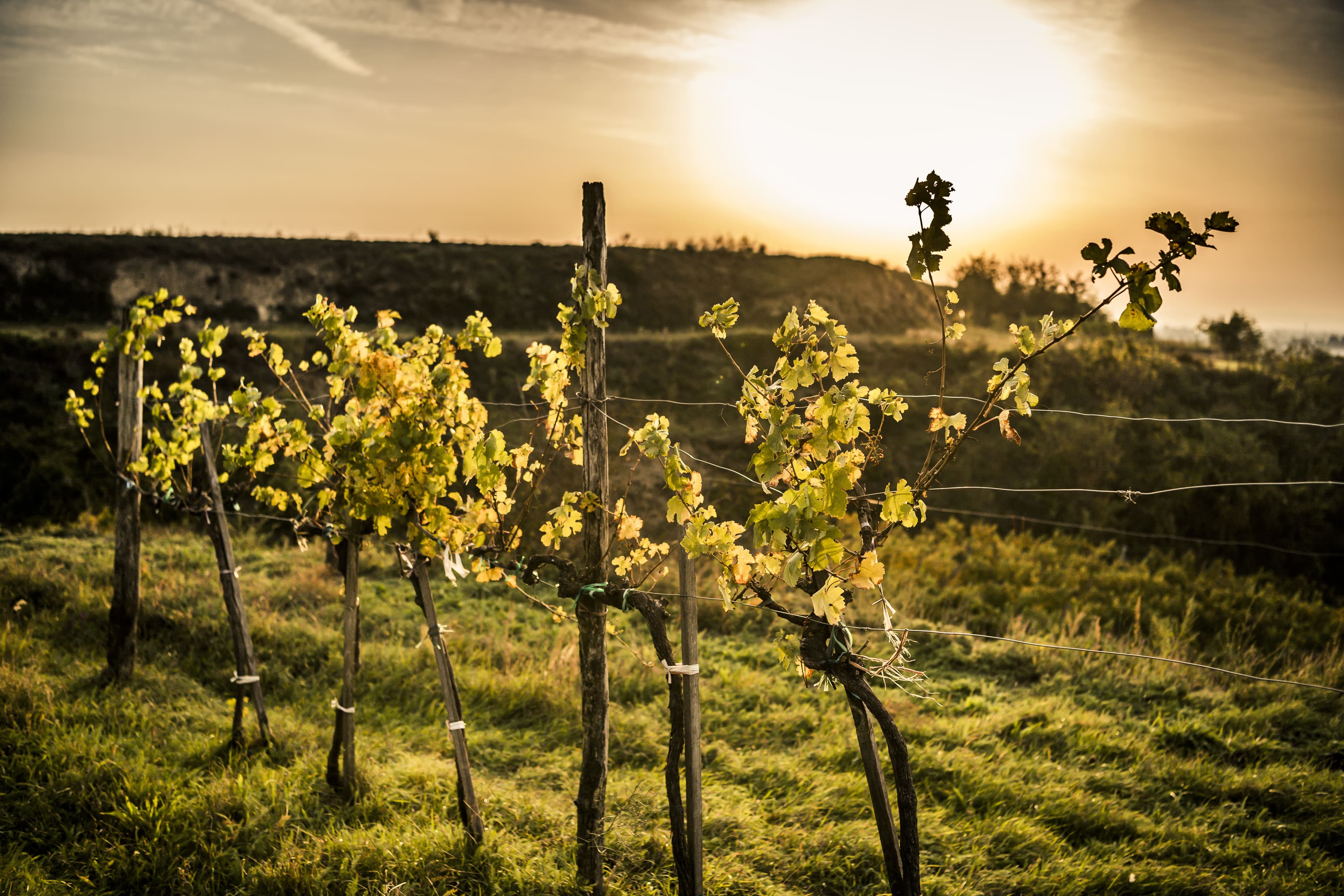 Winzerhof Willach Walter